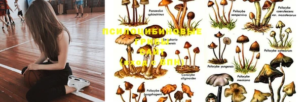 мяу мяу мука Няндома
